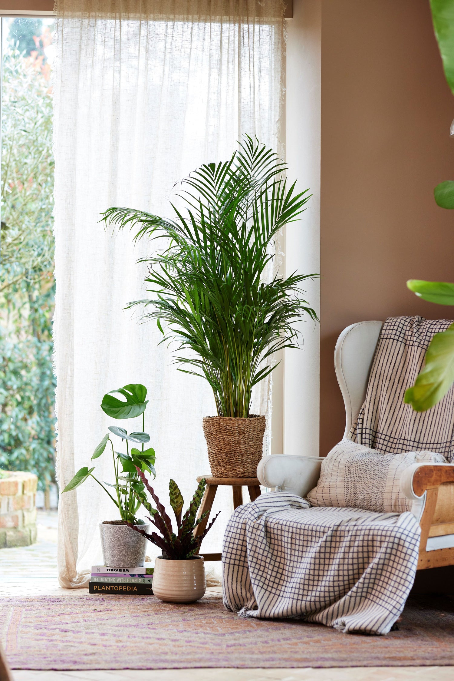 Winter Houseplant Care