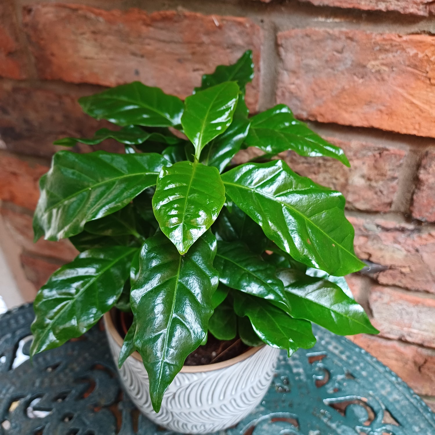 Coffea arabica - Coffee plant