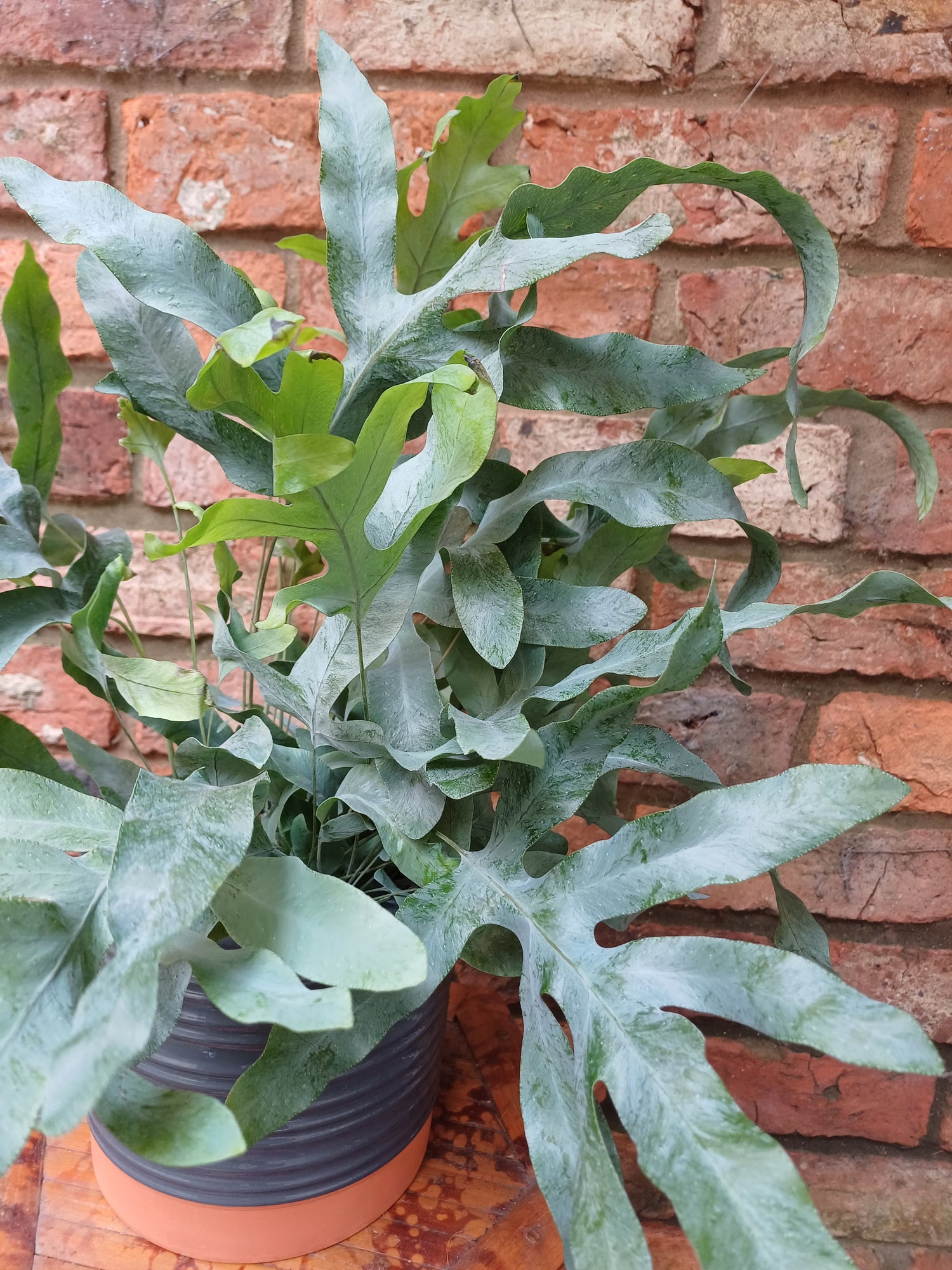 Phlebodium aureum - Blue Star Fern