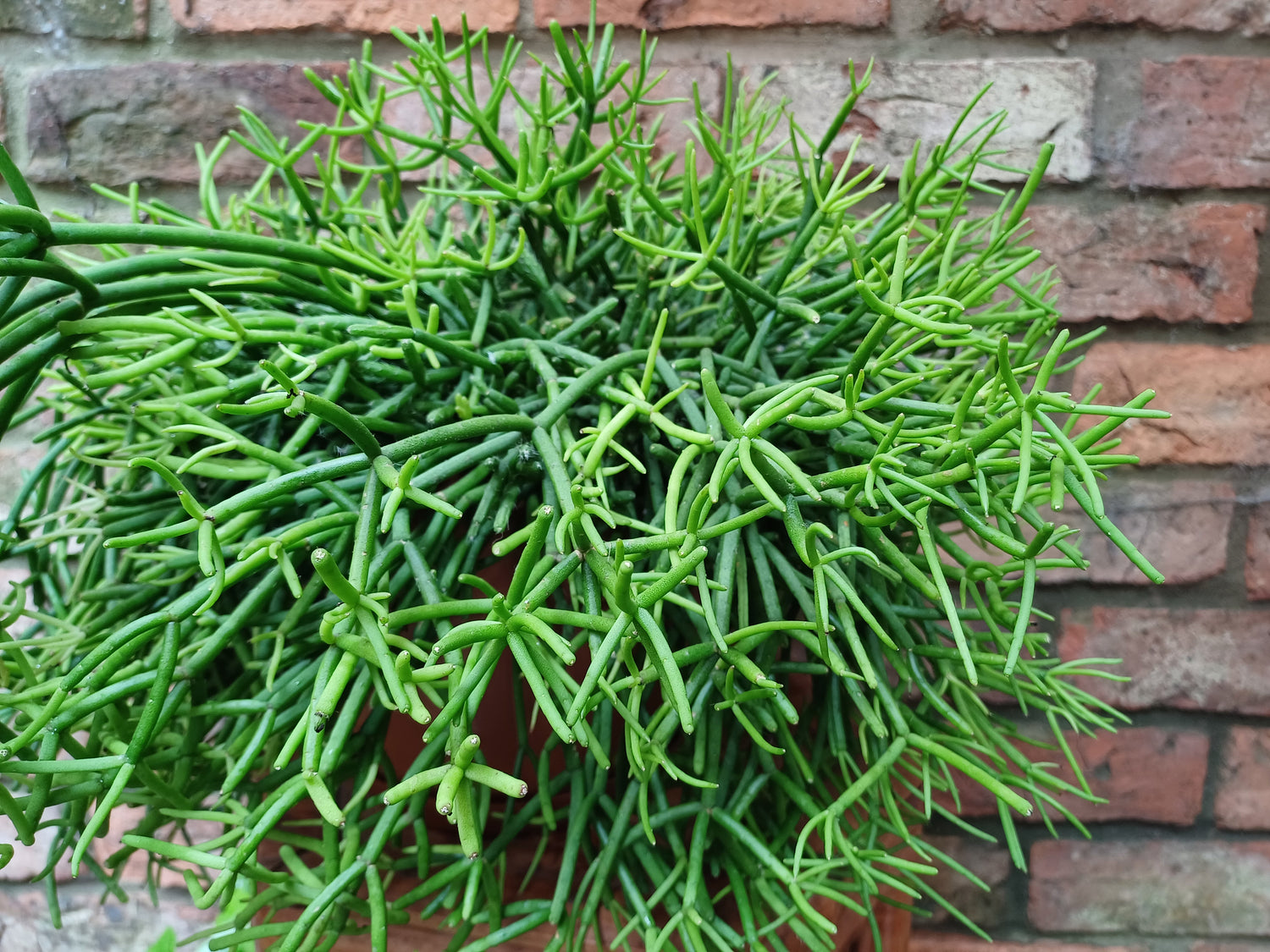 Rhipsalis tropical cactus in 20cm pot