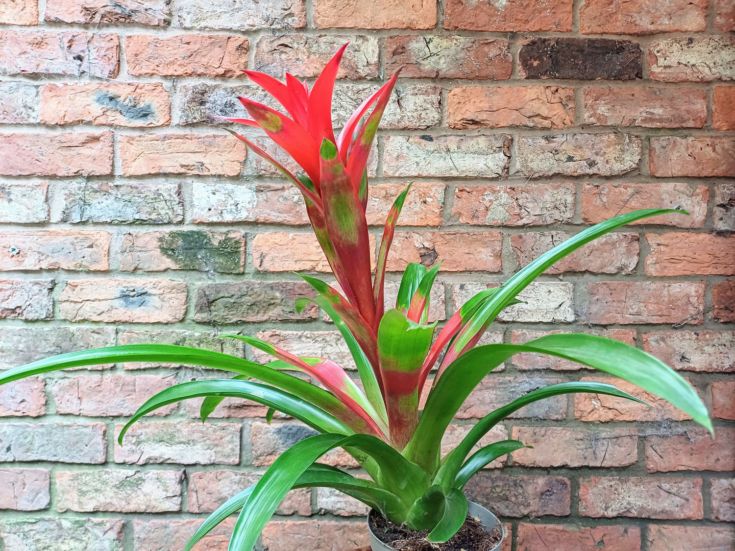 Guzmania - Flowering Bromeliad