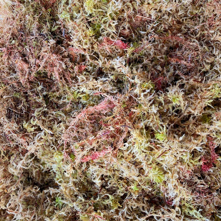 Sphagnum Moss (Live)