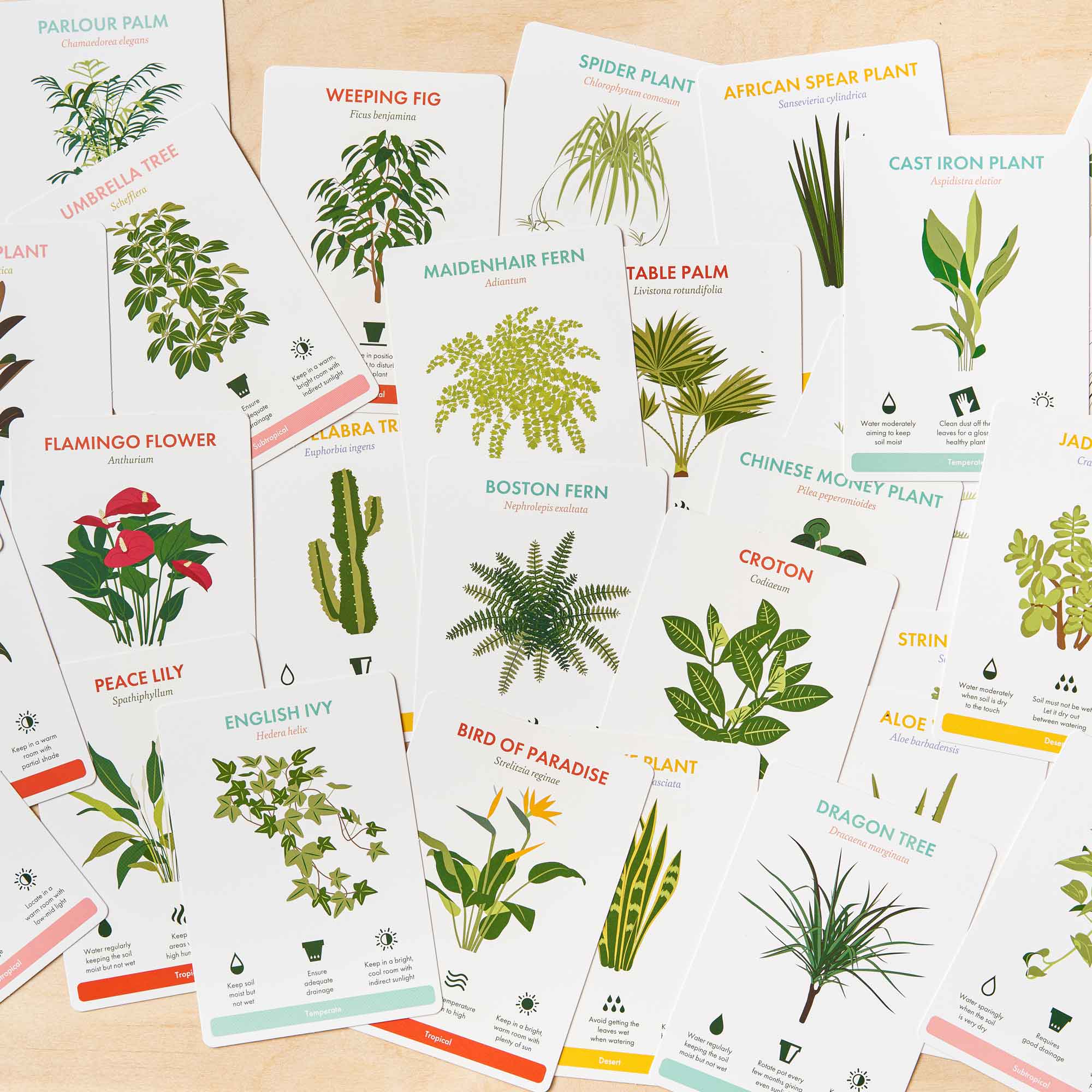 Houseplant Care Cards - Botanical Tips & Advice