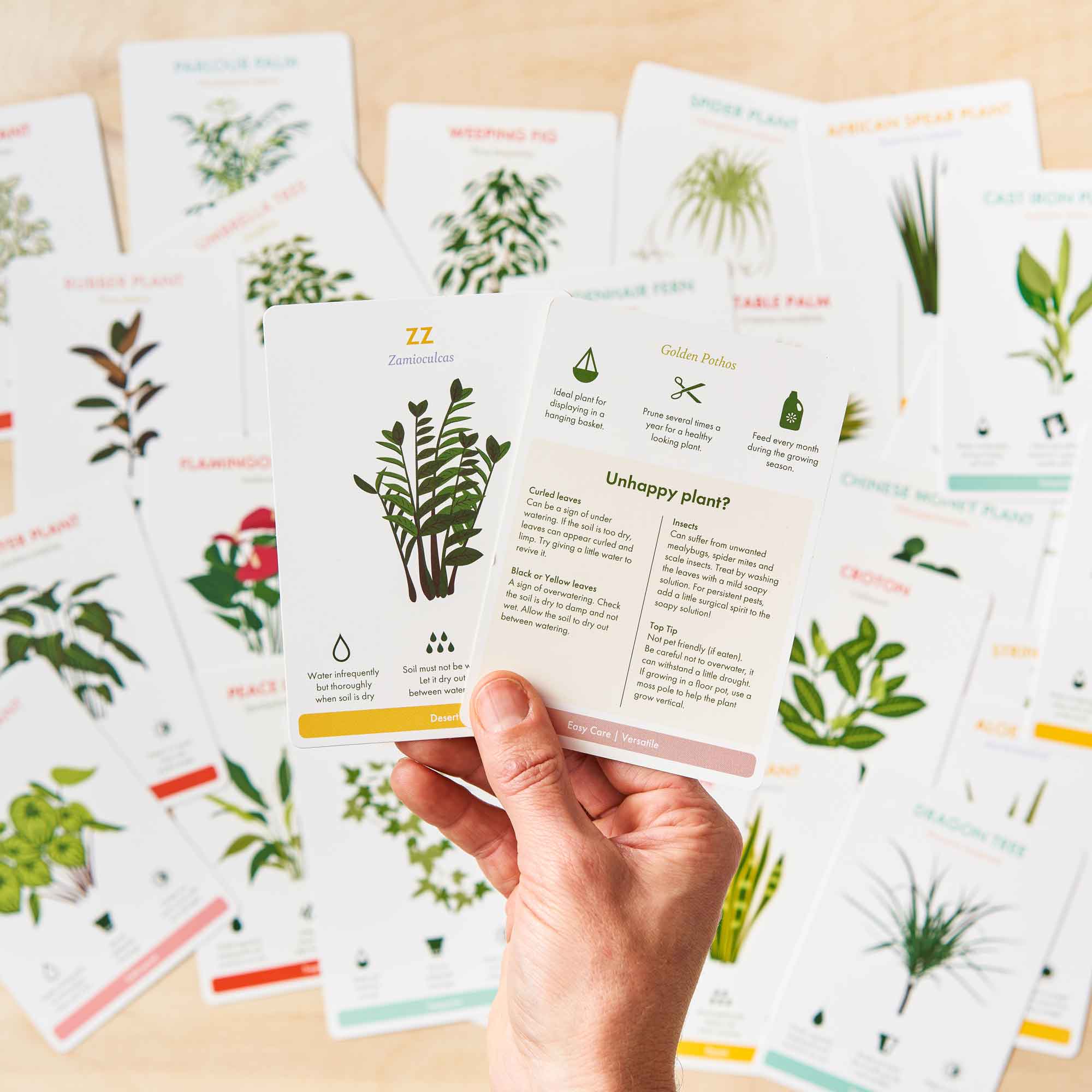 Houseplant Care Cards - Botanical Tips & Advice