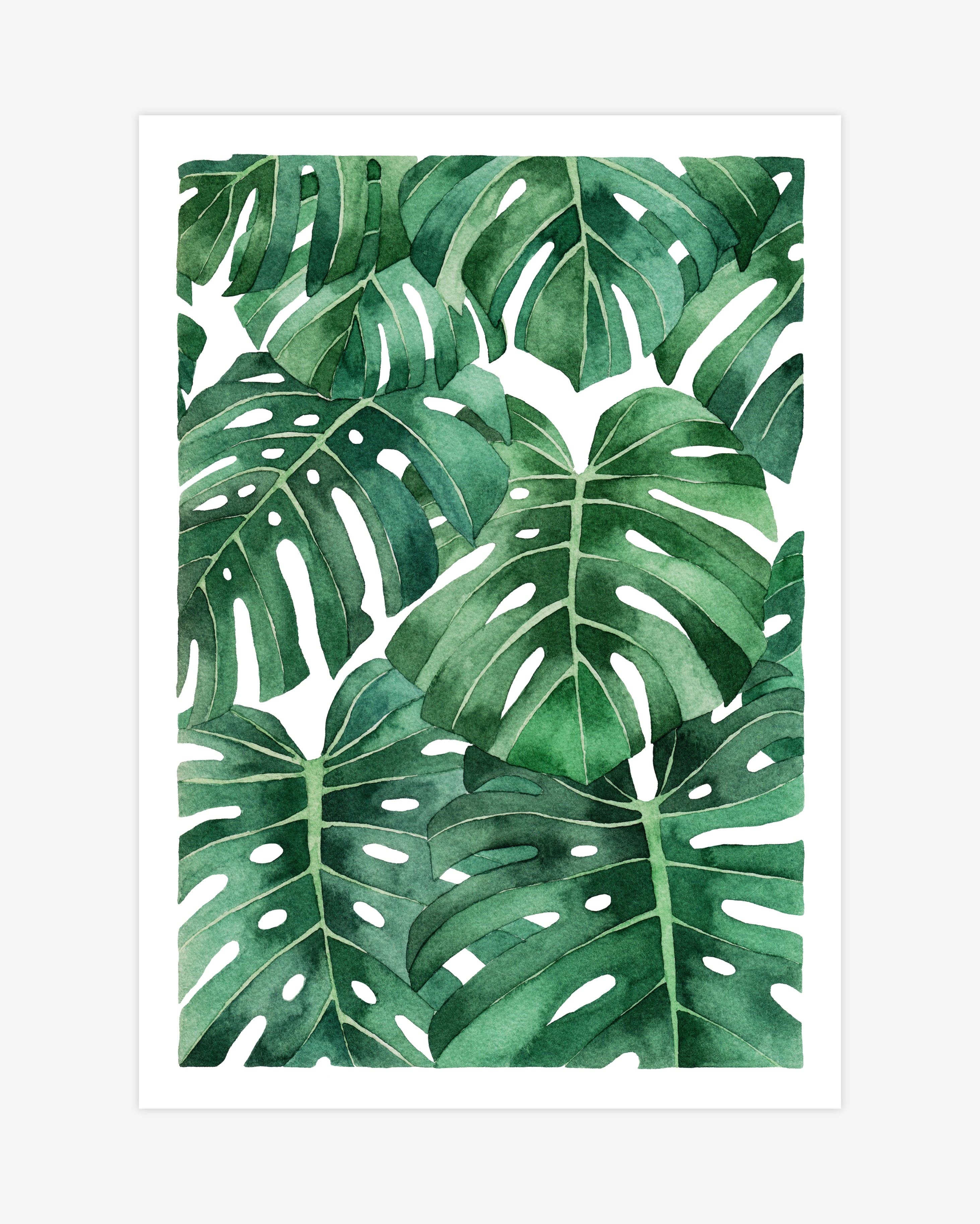 Monstera Deliciosa A4 Print