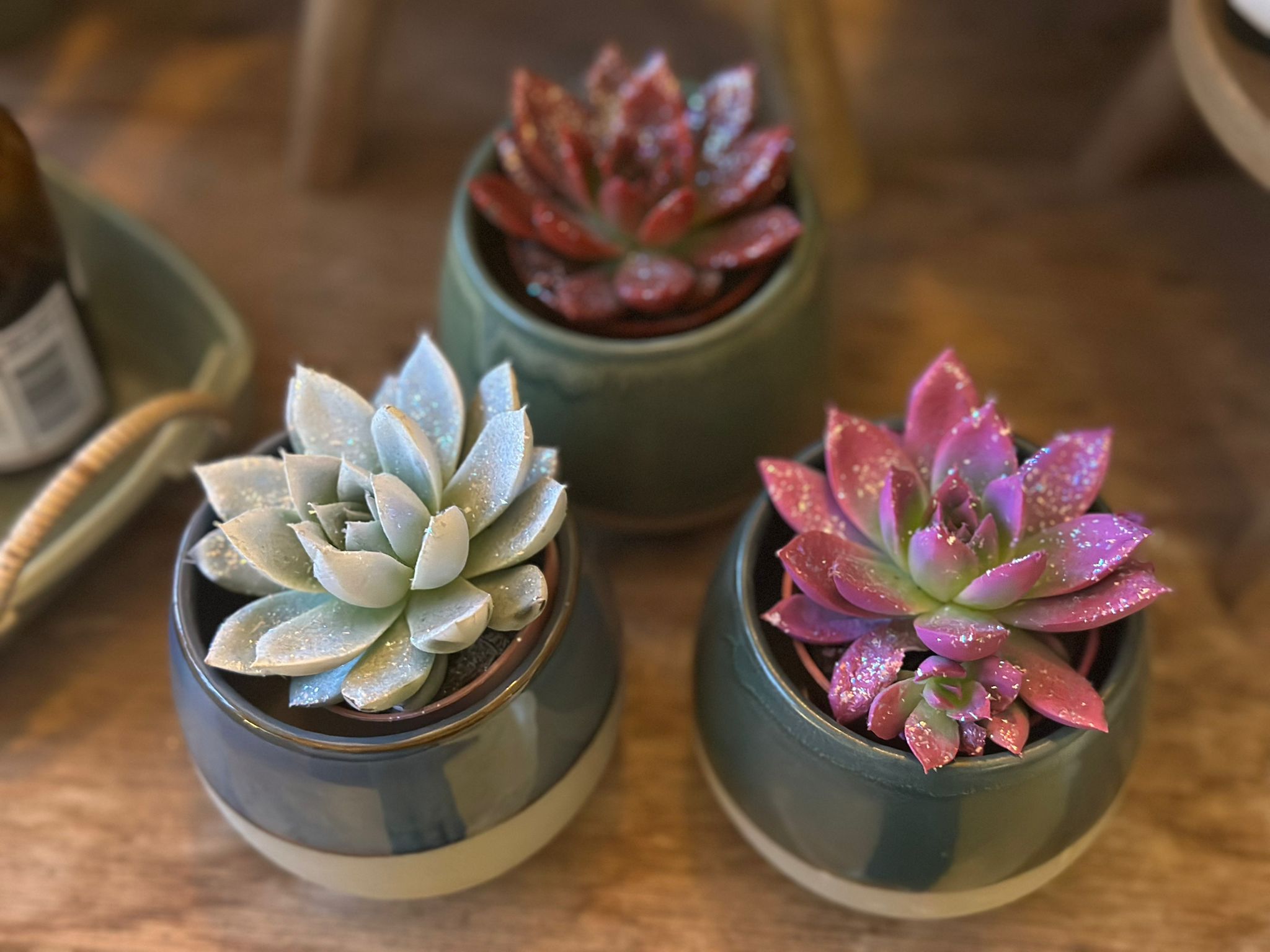 Coloured Succulents - 6cm