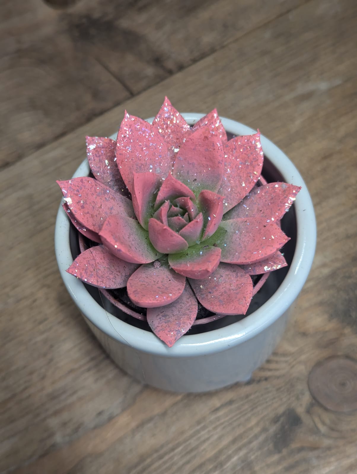 Coloured Succulents - 6cm