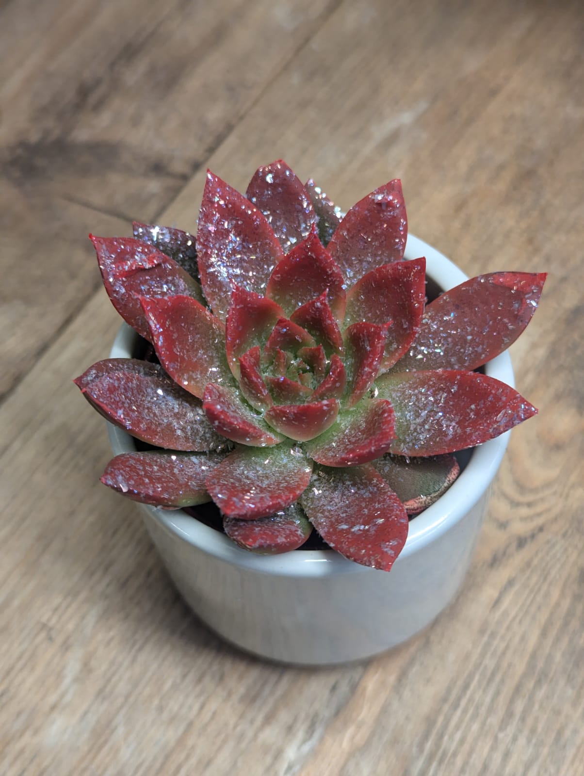 Coloured Succulents - 6cm