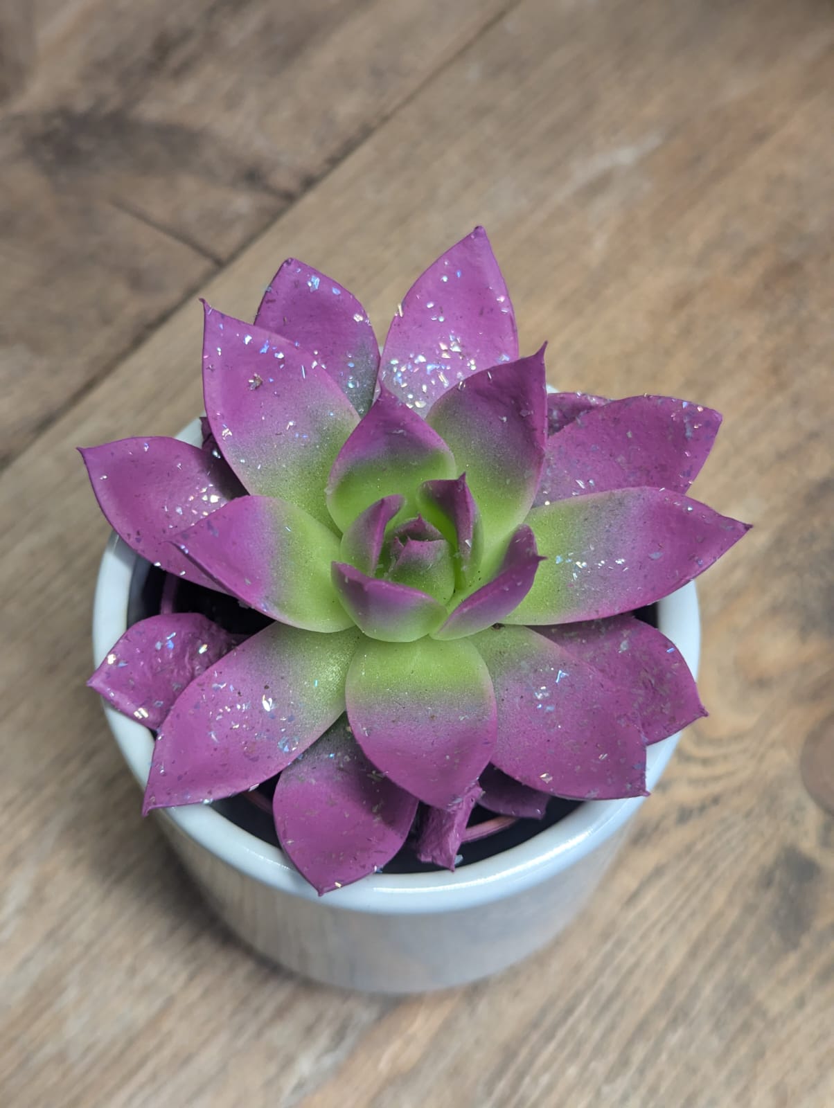 Coloured Succulents - 6cm