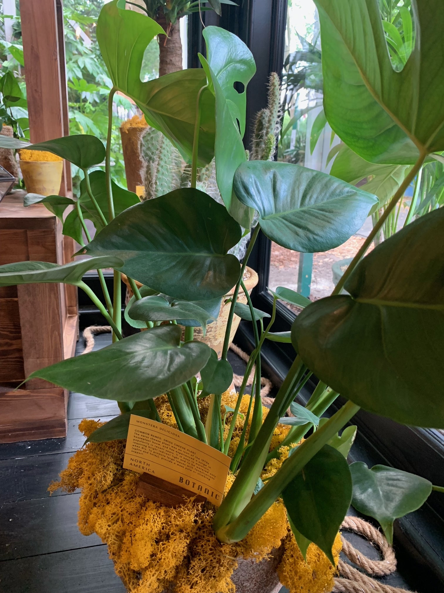 monstera deliciosa botanic Swiss cheese plant – BotanicYork
