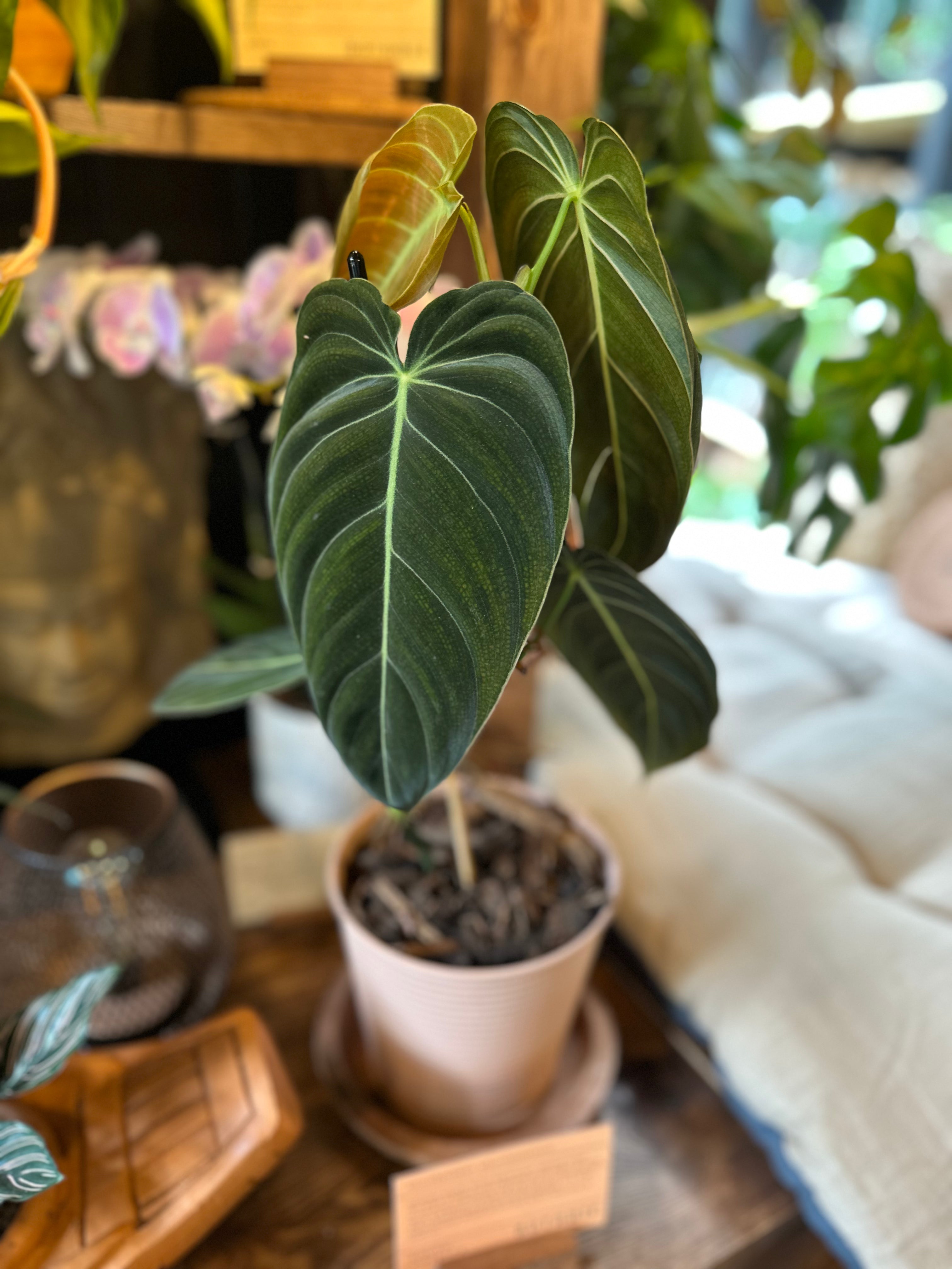 black gold philodendron uk Philodendron Melanochrysum – BotanicYork