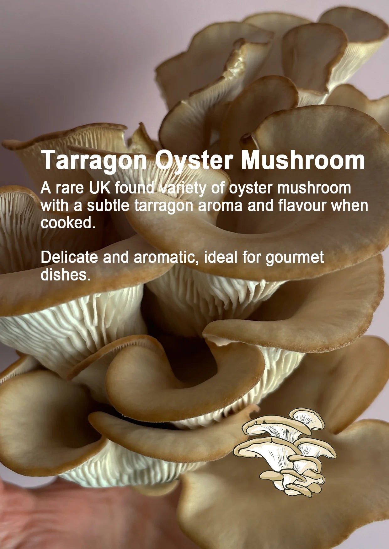 Mushroom Growing Gift Box