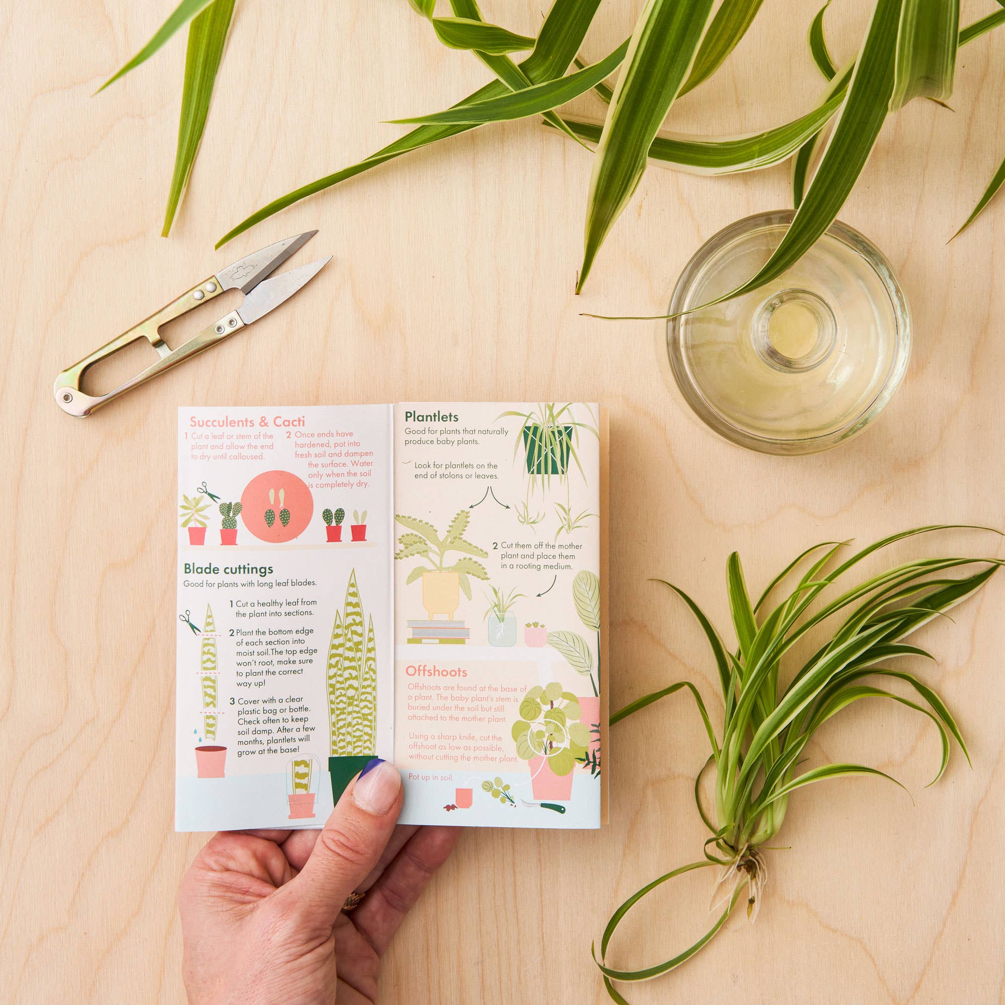 Propagation Plant Pocket guide for house plant lovers