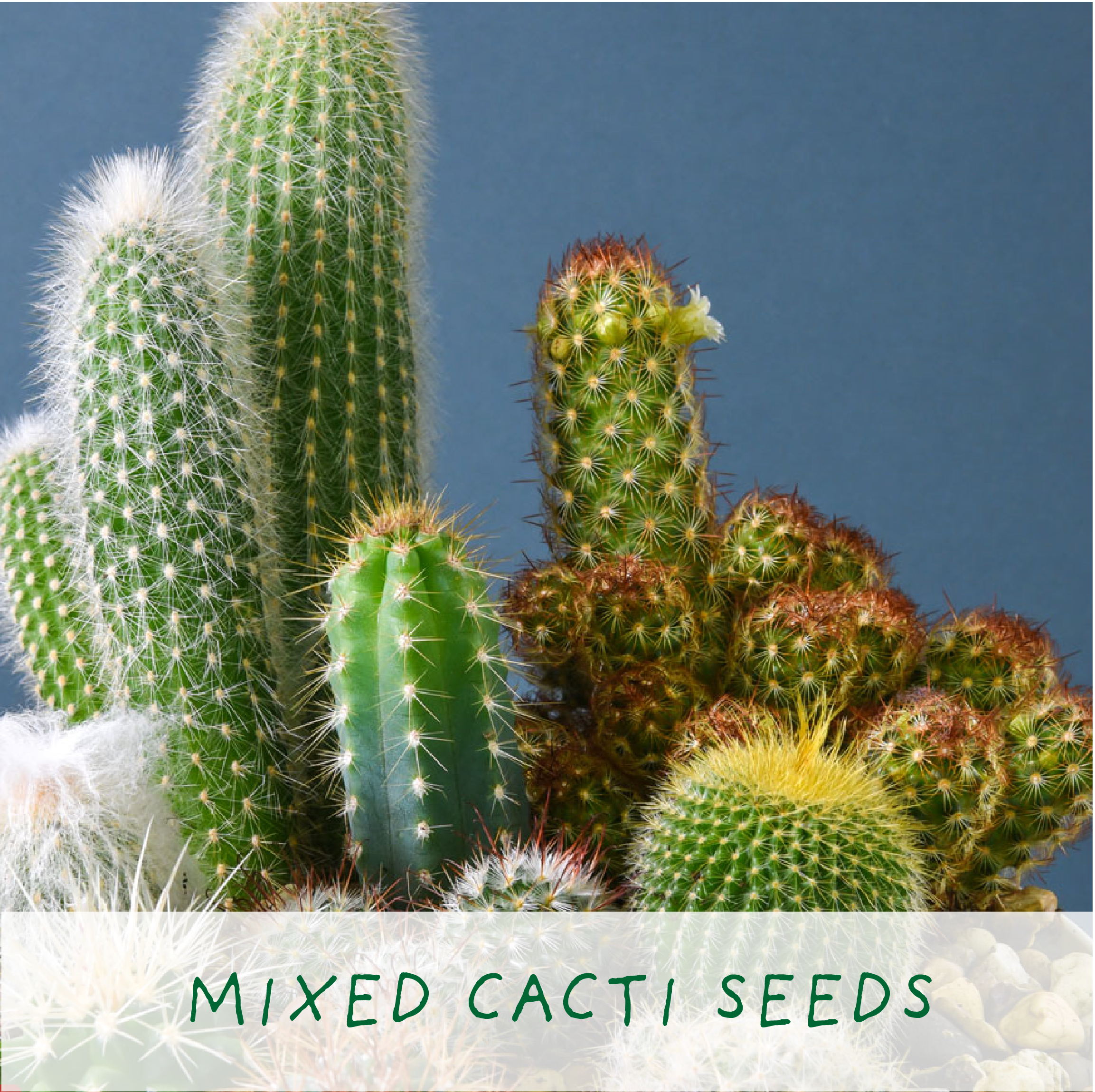 Percy Pricklebum. Grow Your Own Cacti Kit, Gardening Gift