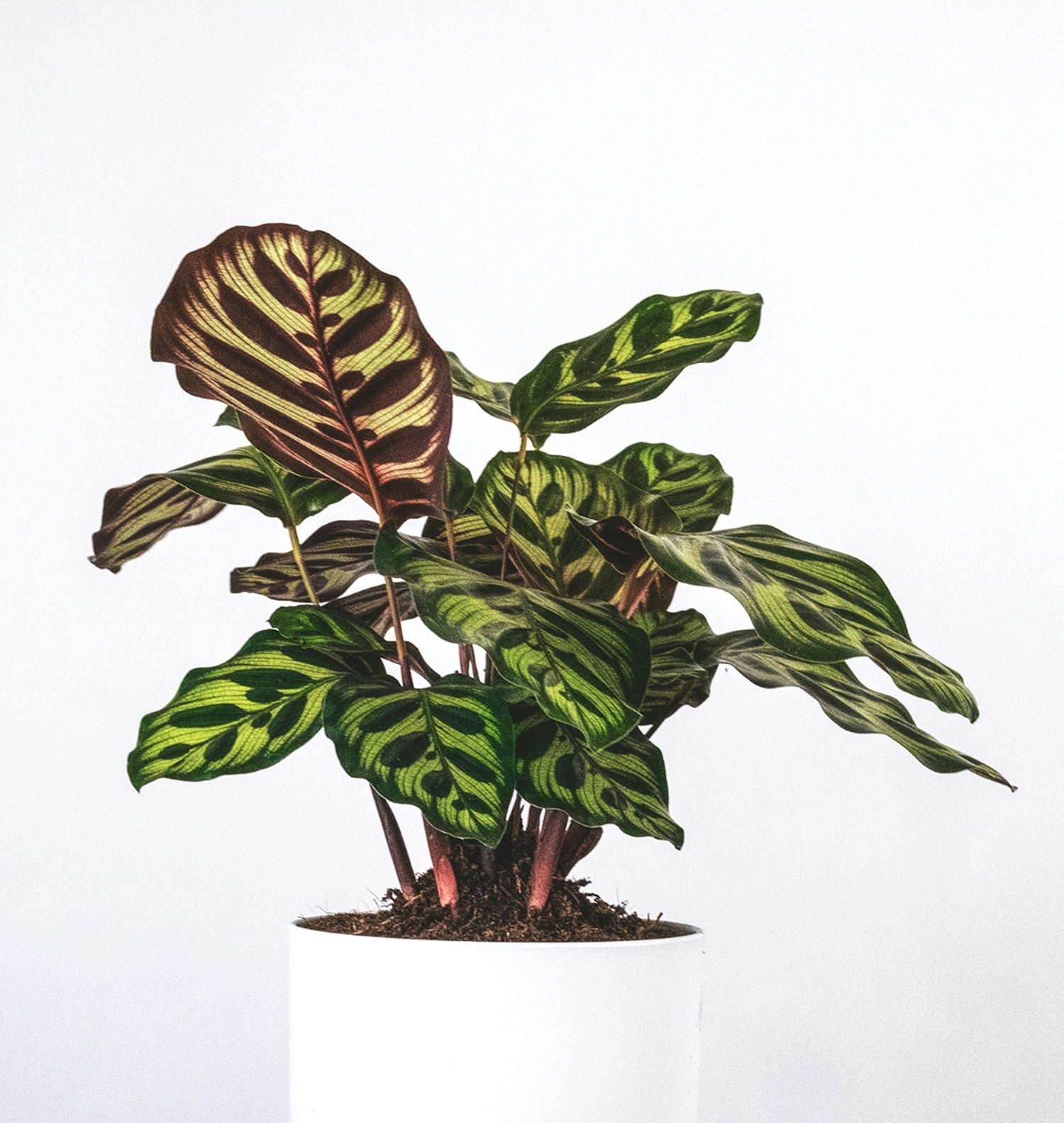 Calathea makoyana - peacock plant