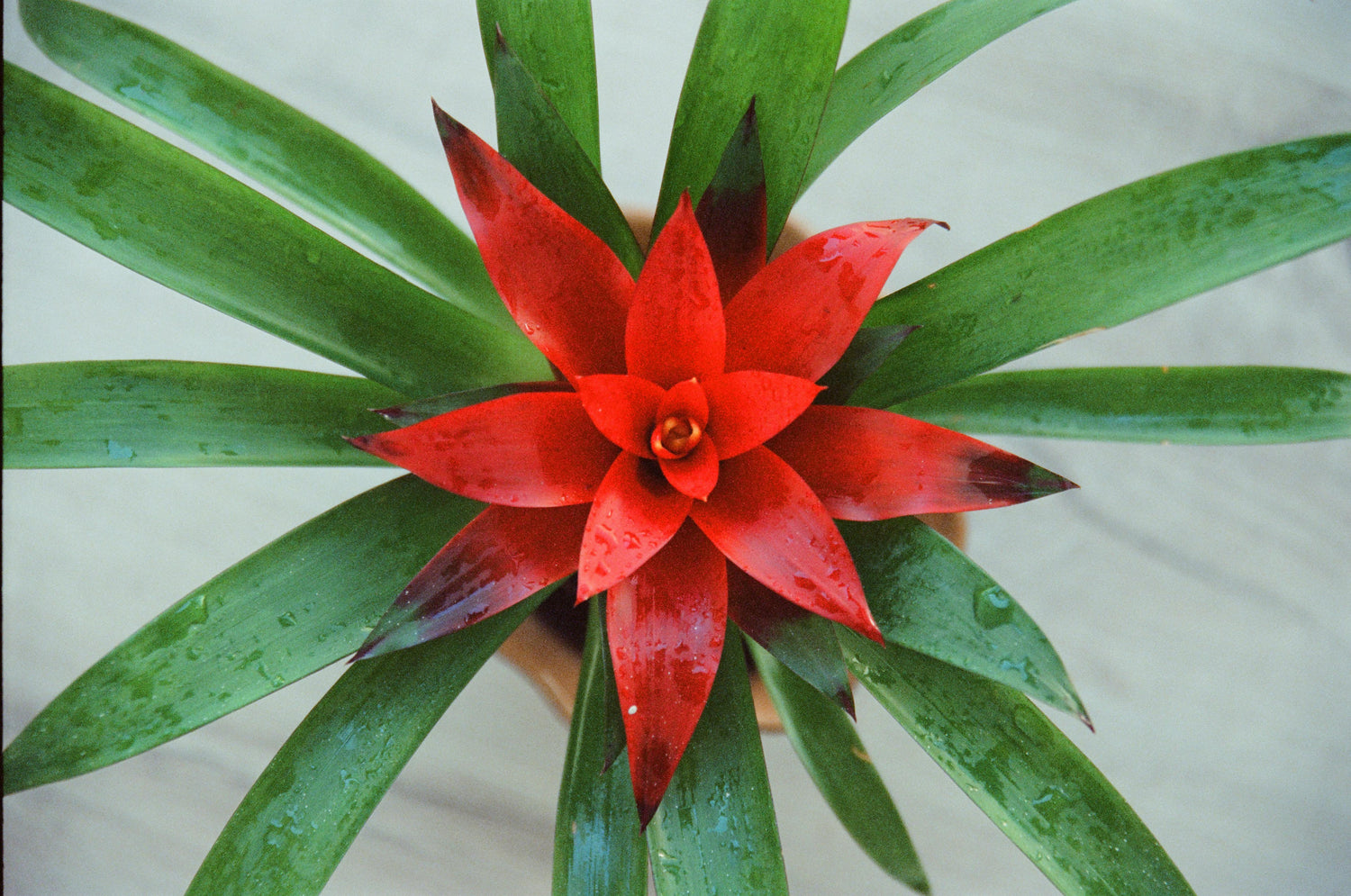 Guzmania - Flowering Bromeliad