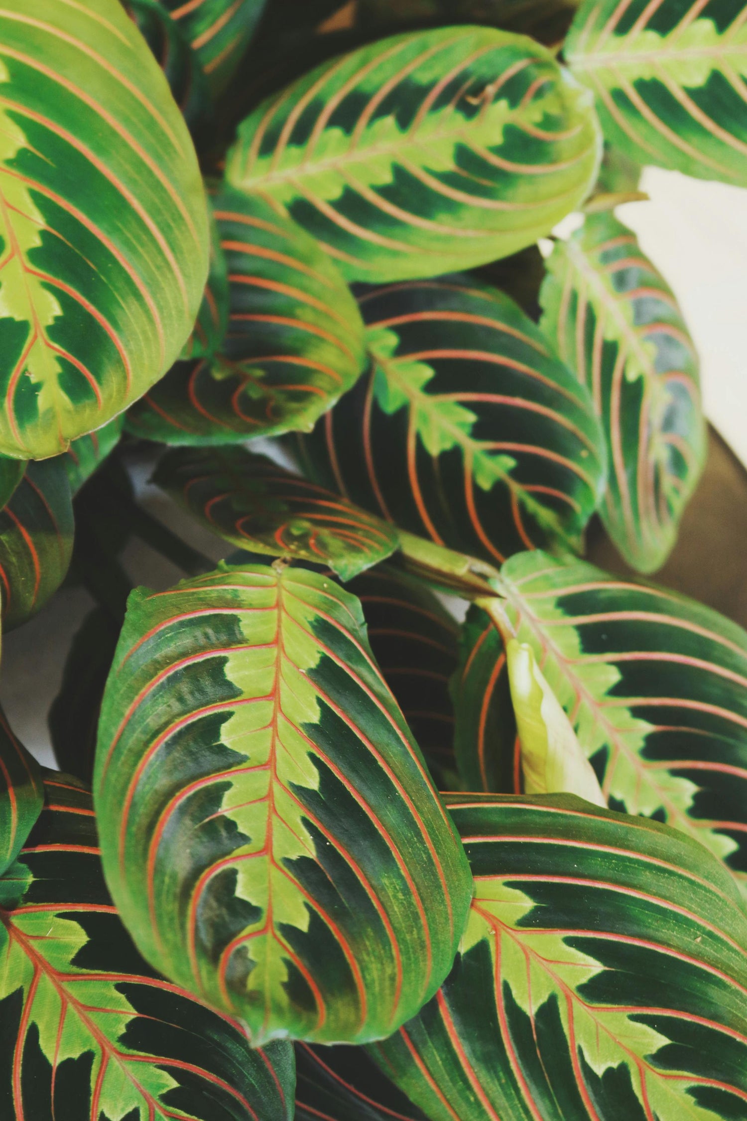 Maranta leuconeura - Prayer plant