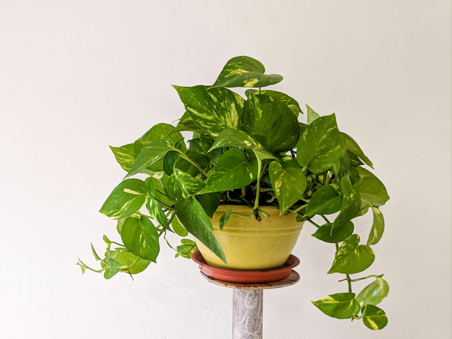 Golden Pothos - Epipremnum aureum