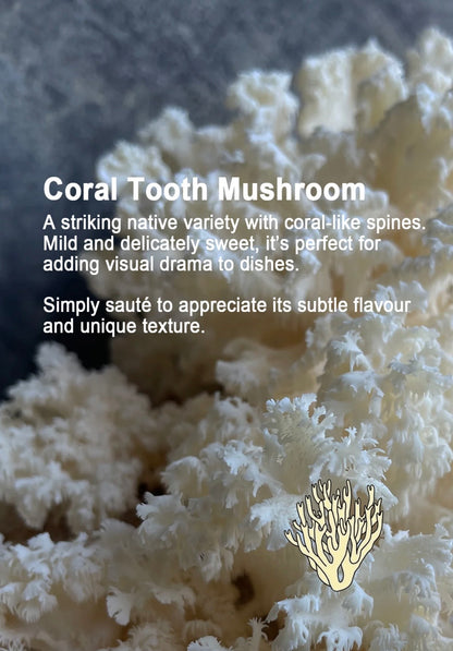 Mushroom Growing Gift Box