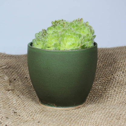 Mini Moss Green Handmade Ceramic Plant Pot