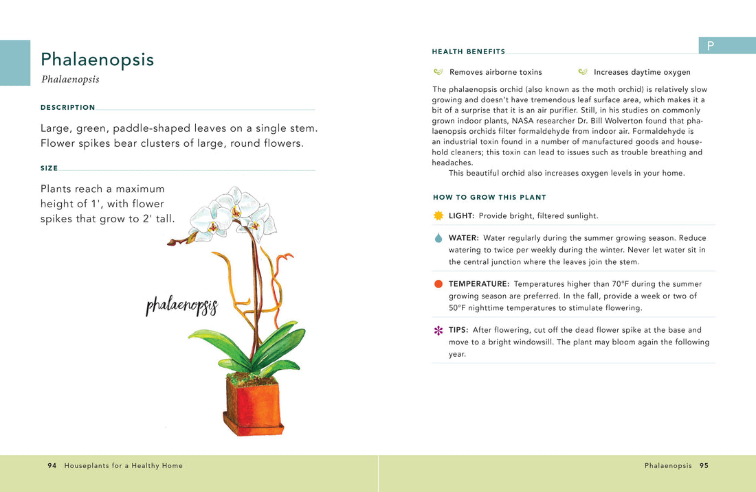 Houseplants for a Healthy Home