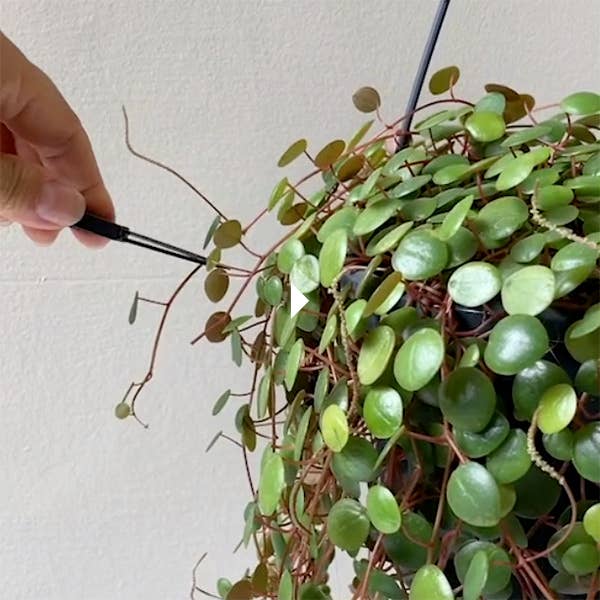 The Good Snips - Bonsai pruning shears