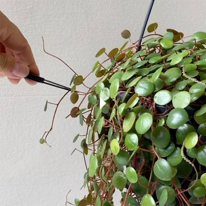 The Good Snips - Bonsai pruning shears