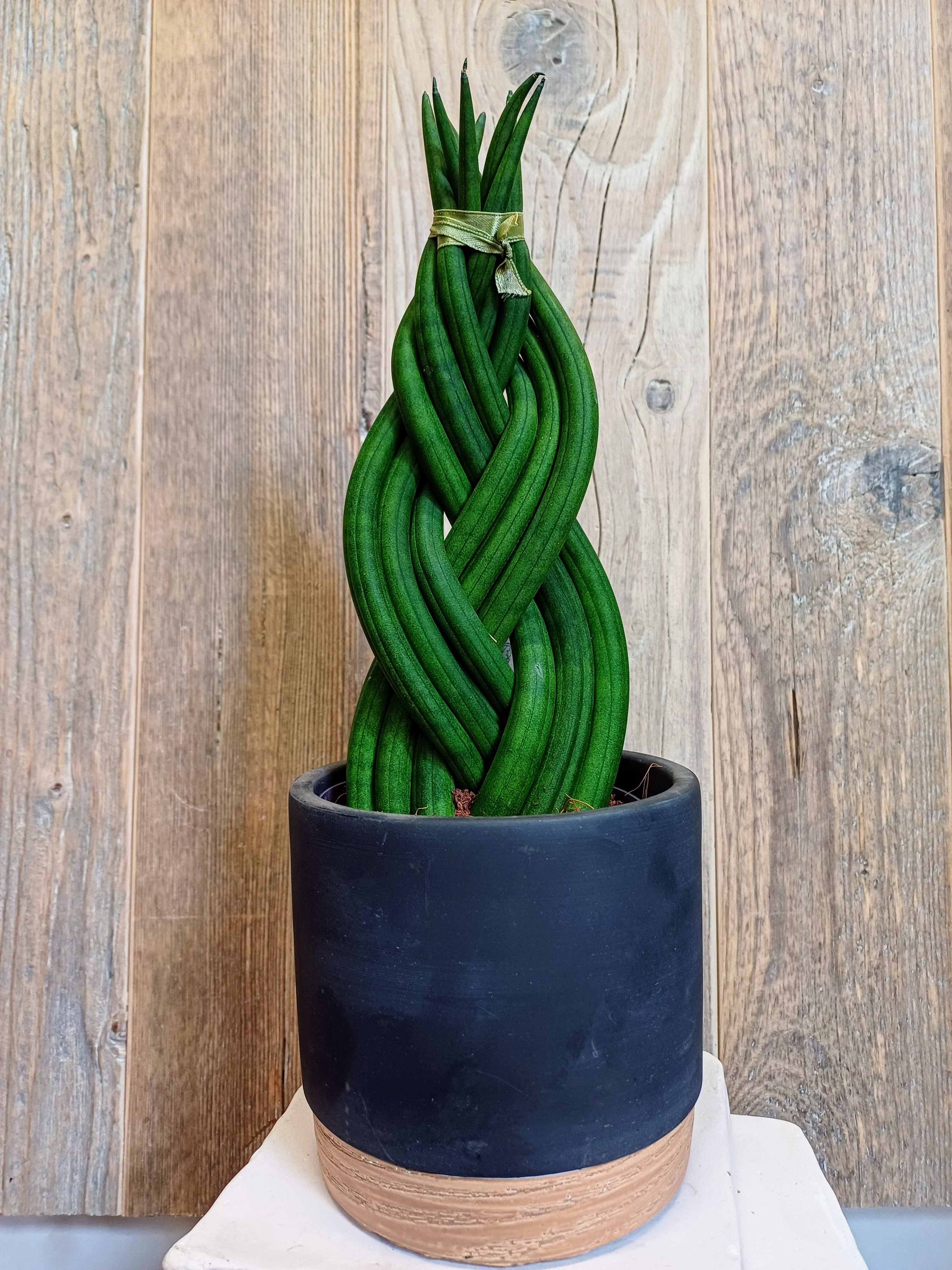 Sansevieria Cylindrica in Ceramic Pot