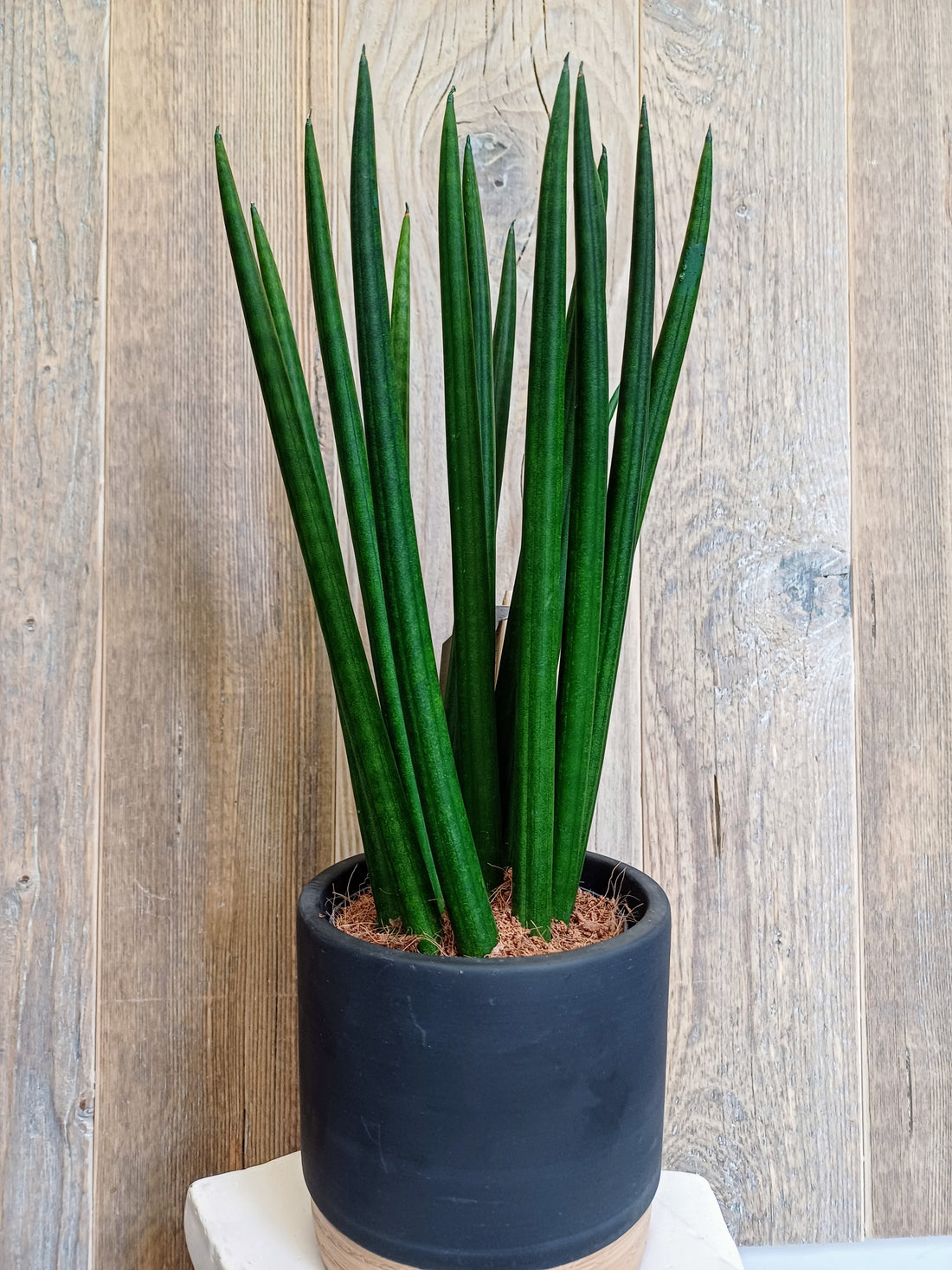 Sansevieria Cylindrica in Ceramic Pot