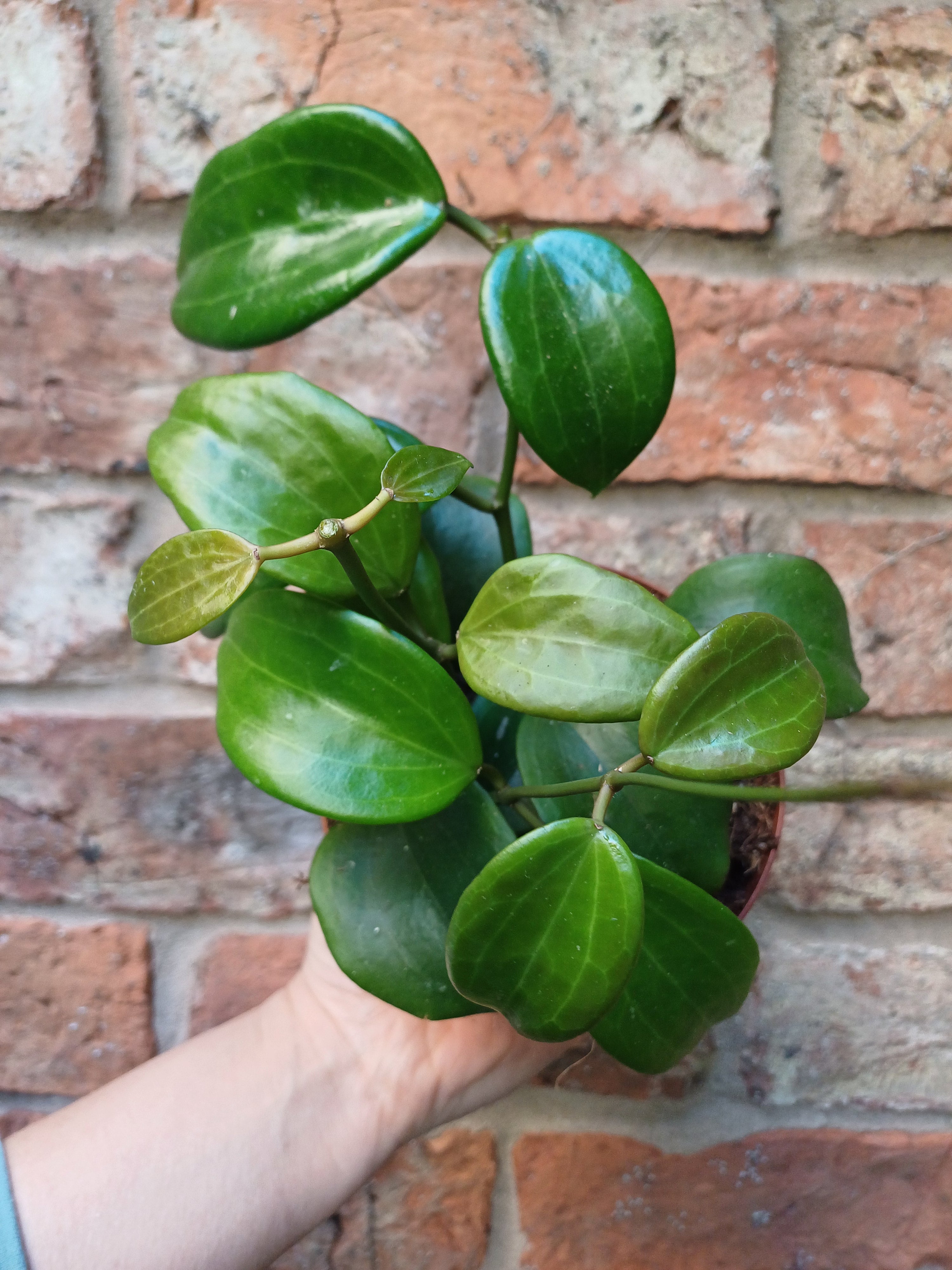 Hoya in 12cm pot - Various species