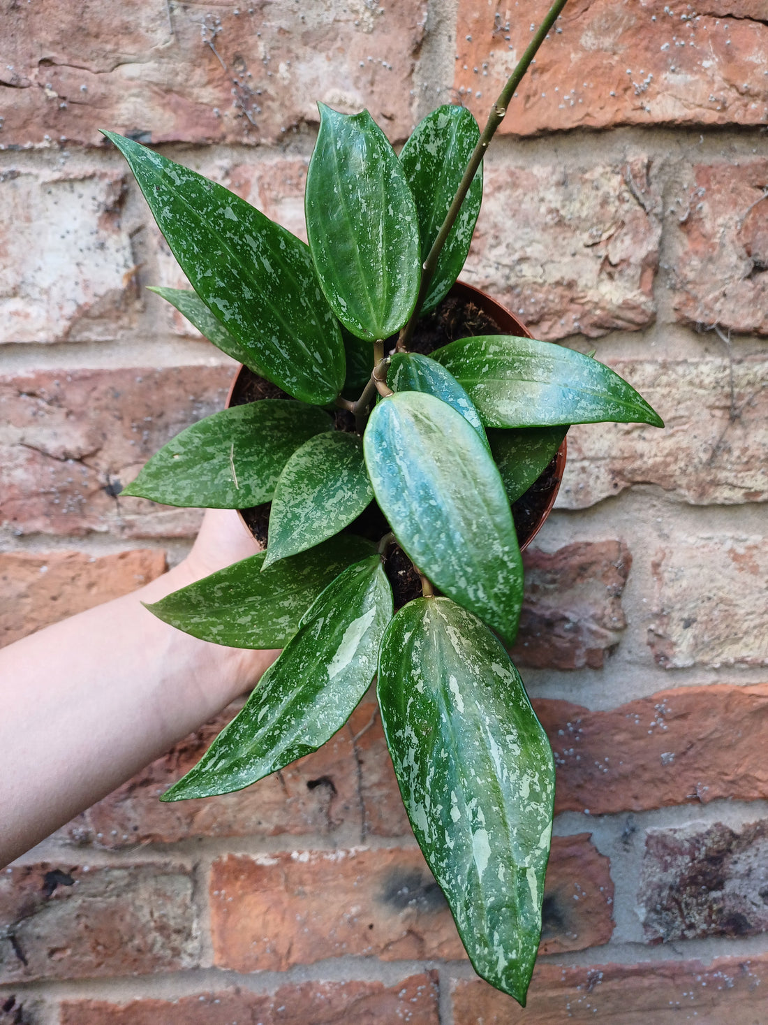 Hoya in 12cm pot - Various species