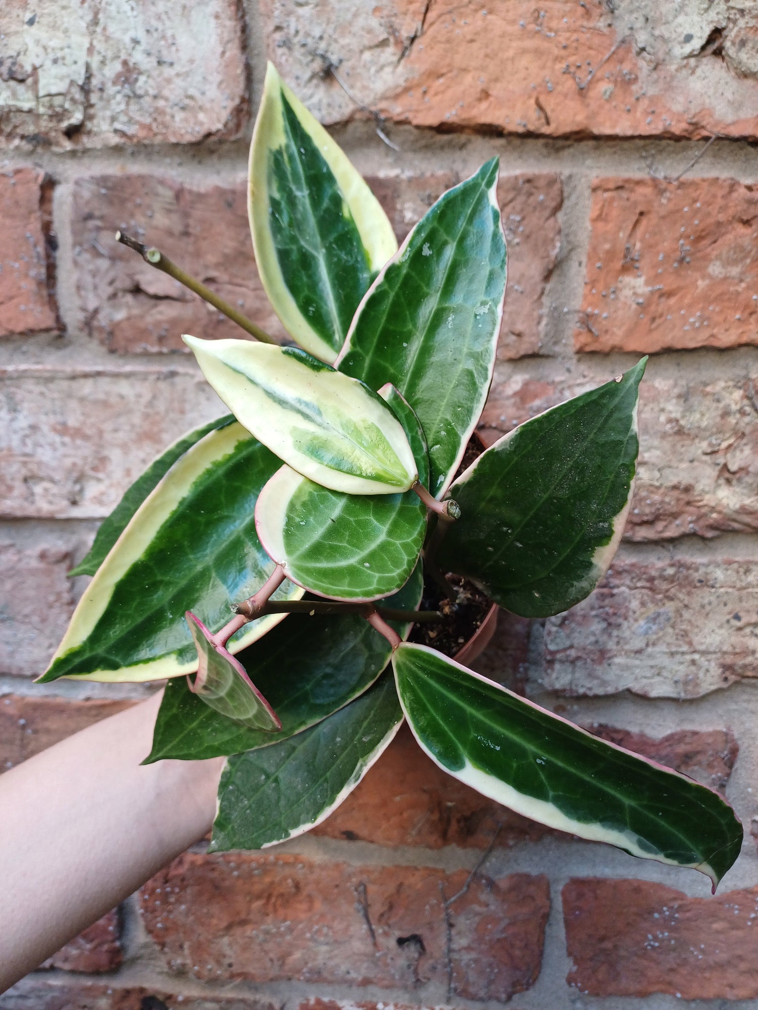 Hoya in 12cm pot - Various species