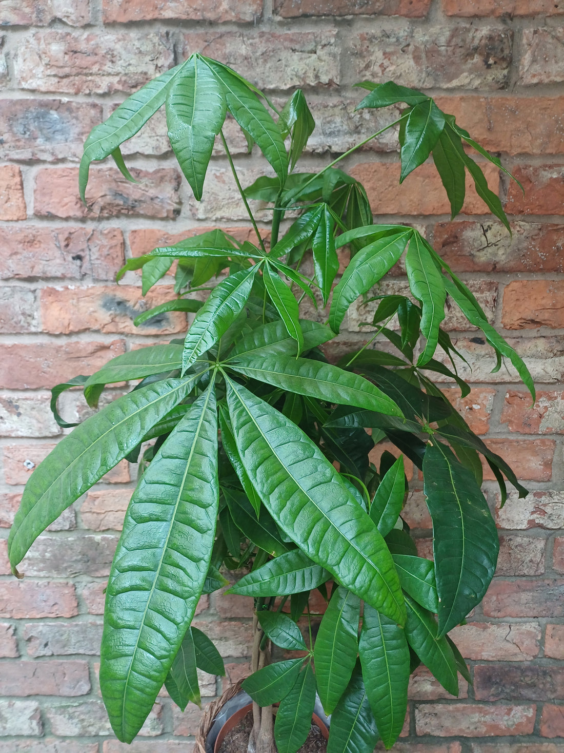 Pachira aquatica