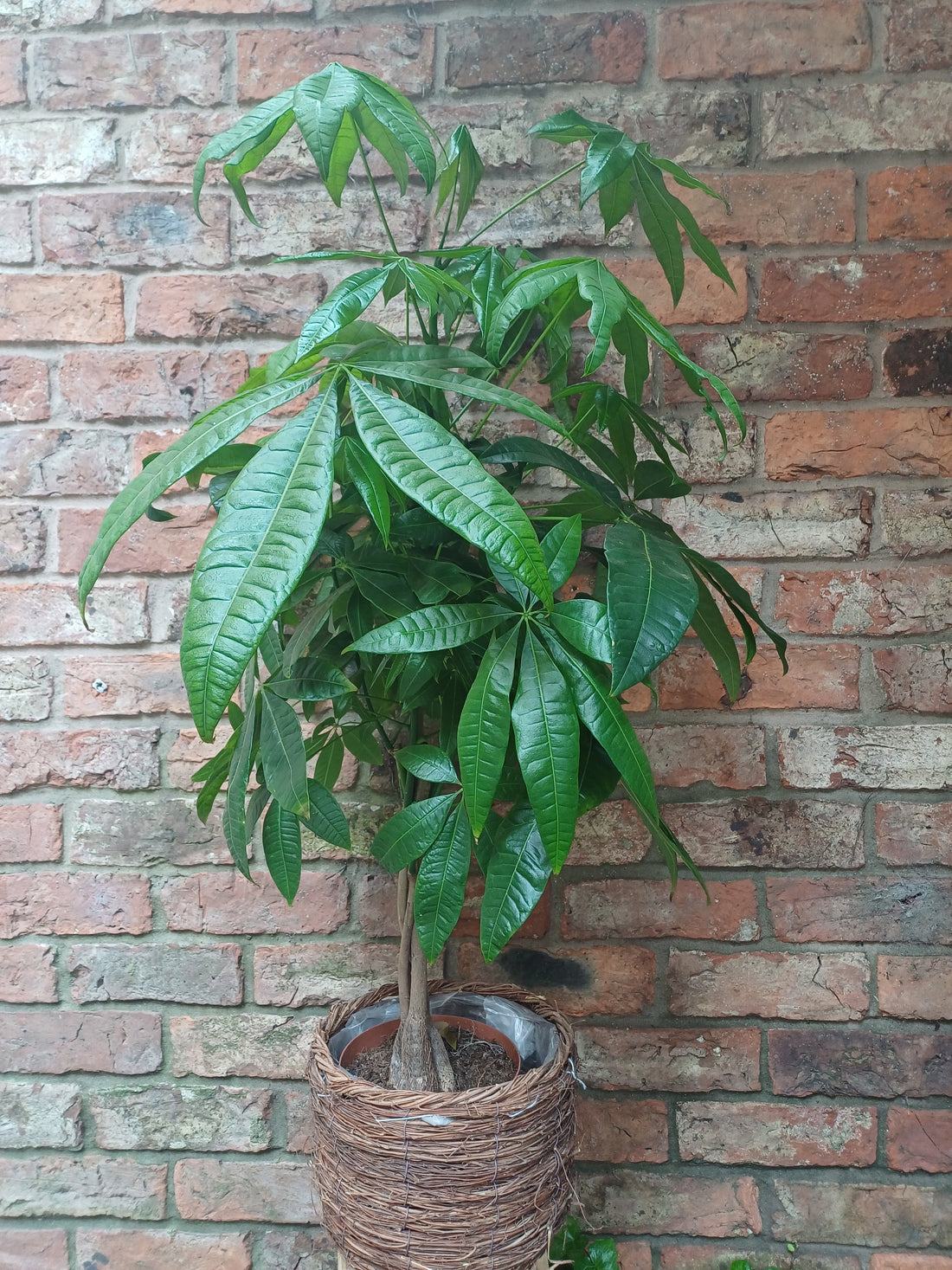 Pachira aquatica