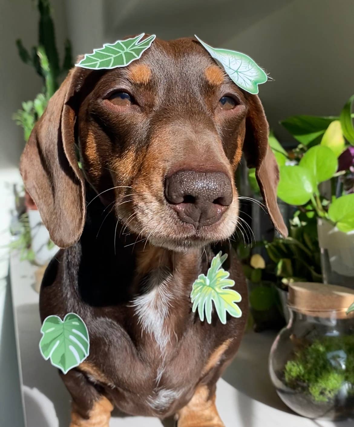 Houseplant Leaves Sticker Sheet