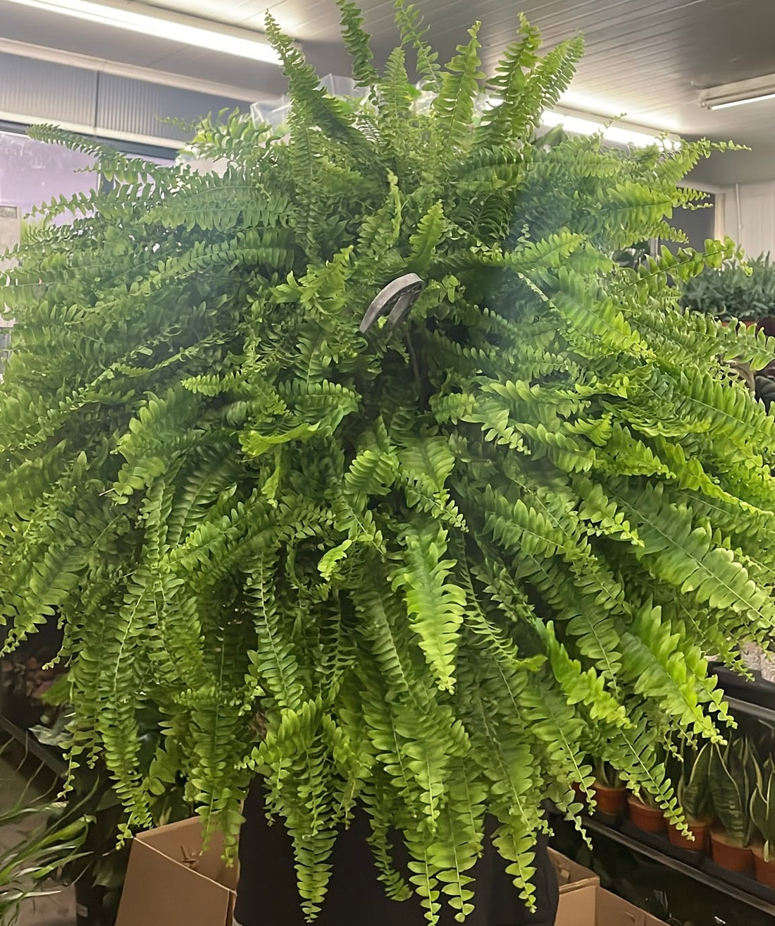 Nephrolepsis Exaltata - Green Lady 27 cm