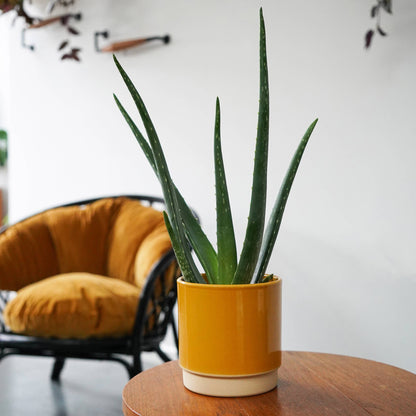 Enos Ceramic Indoor Plant Pot H13.5cm D13cm