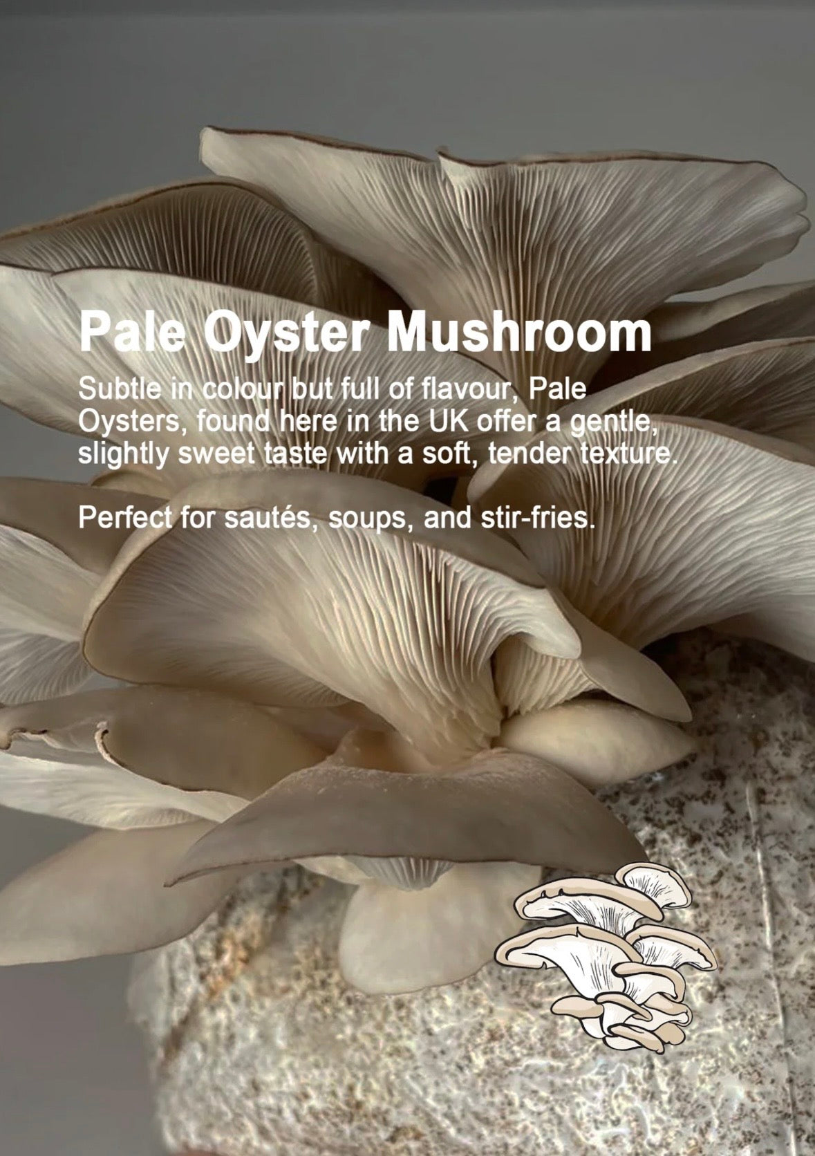 Mushroom Growing Gift Box