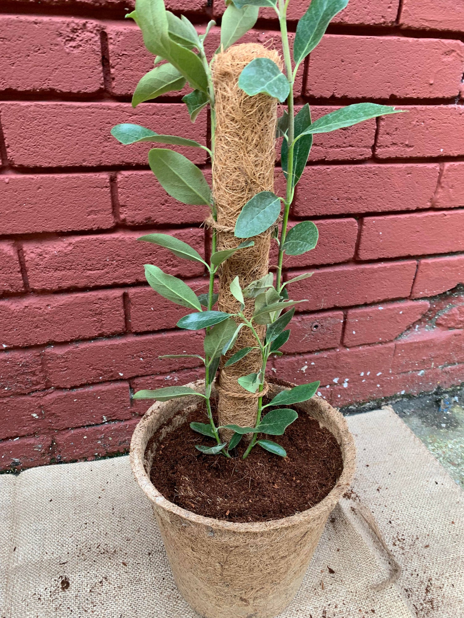 Coir Moss Pole | Plant Support |Growpoles Coirproducts
