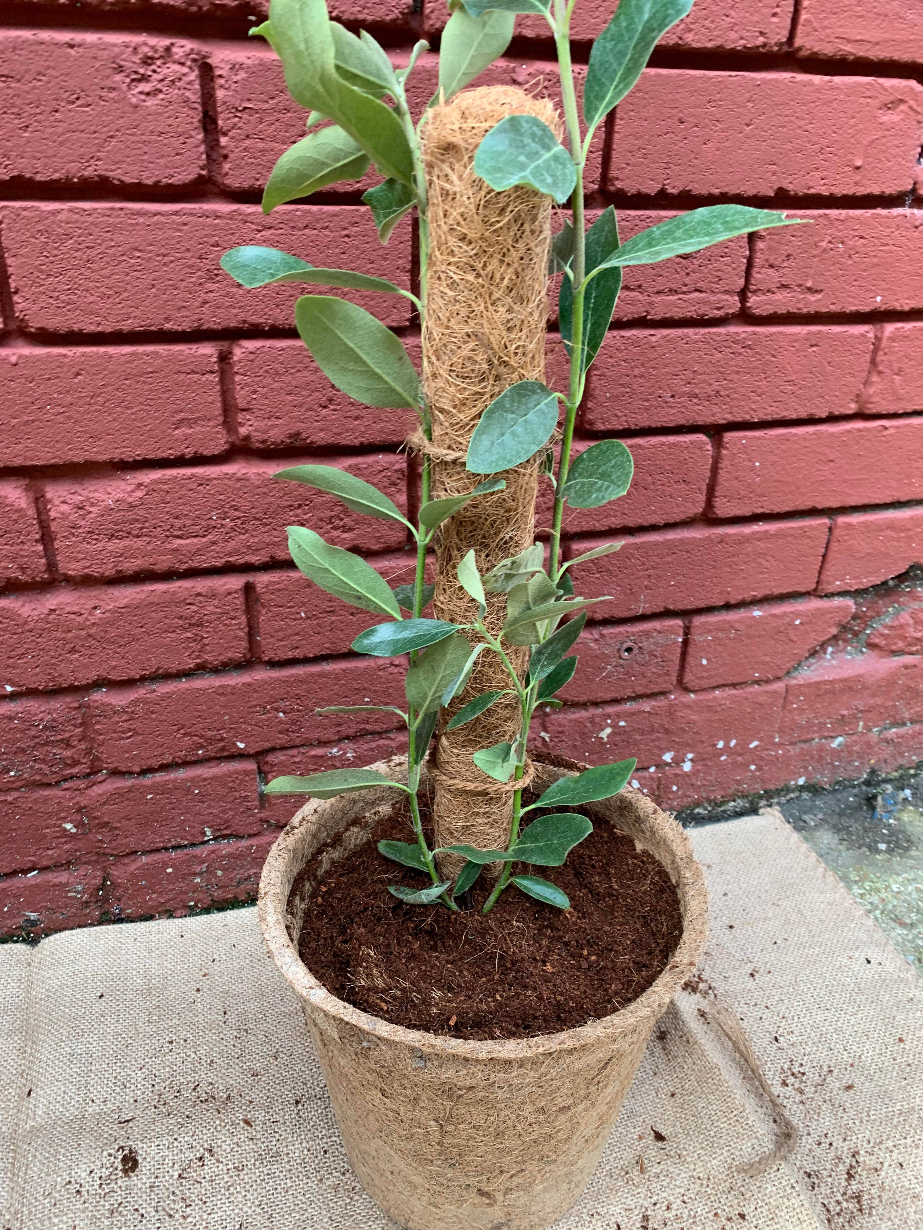 Coir Moss Pole | Plant Support |Growpoles Coirproducts