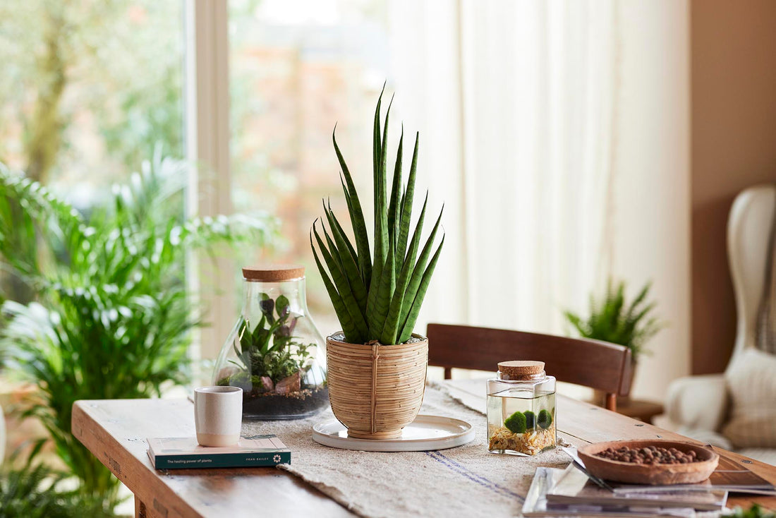 Welcome to Botantic, York's Urban Jungle – BotanicYork