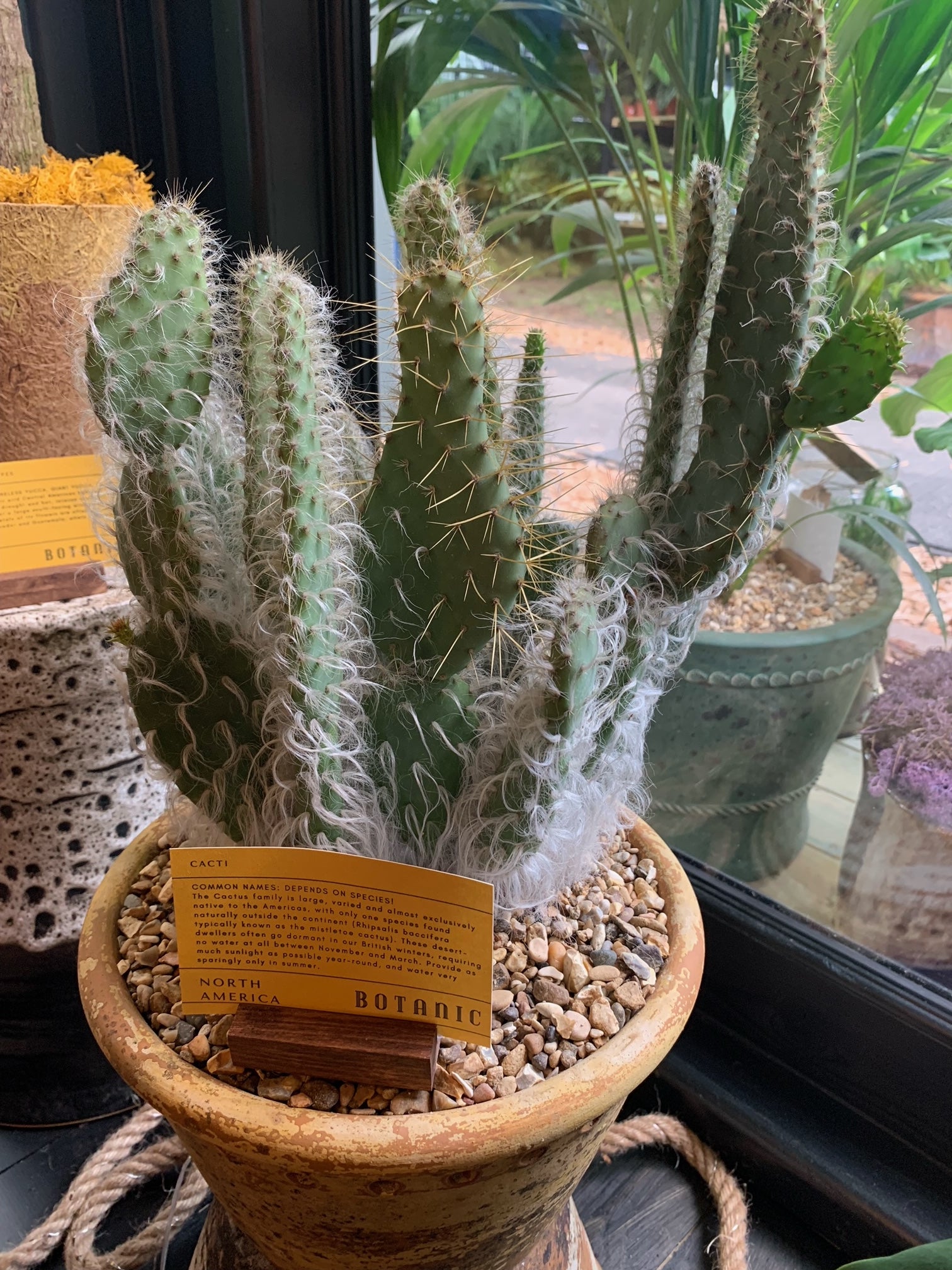 Opuntia Cactus