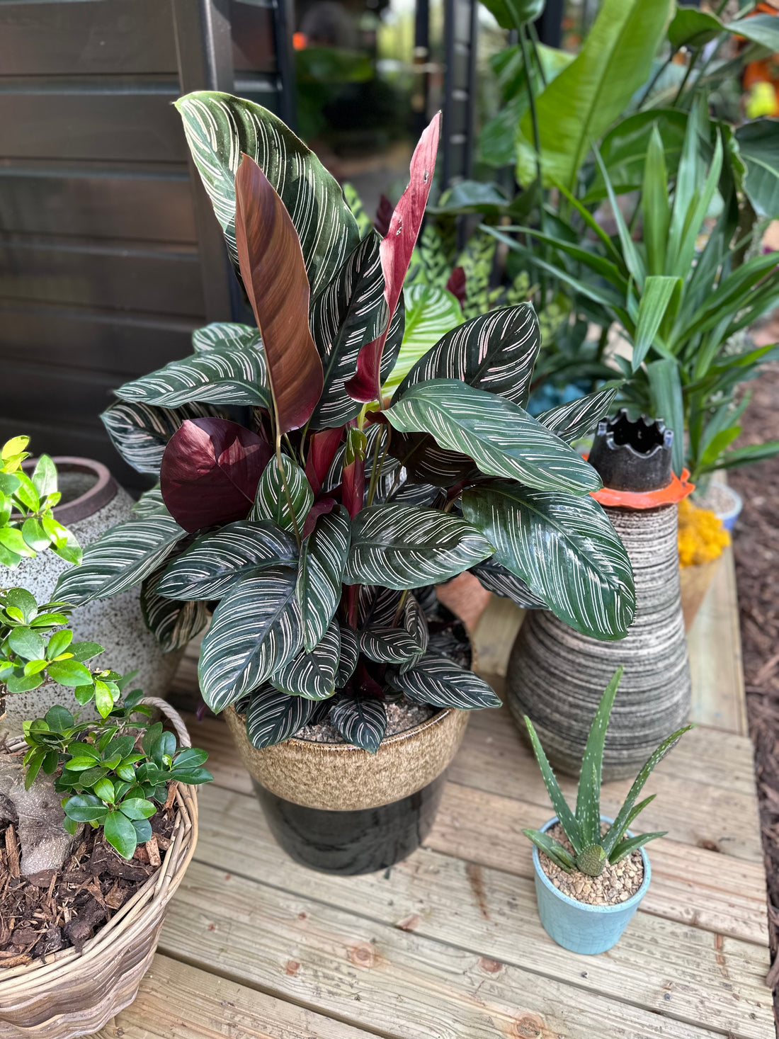 Pinstripe Calathea Ornata