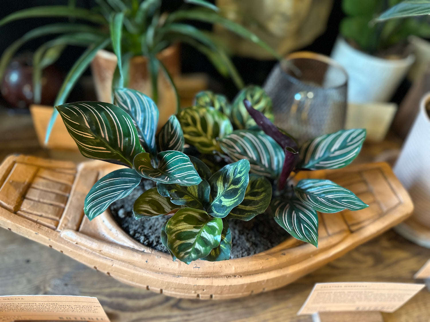 Peacock Calathea