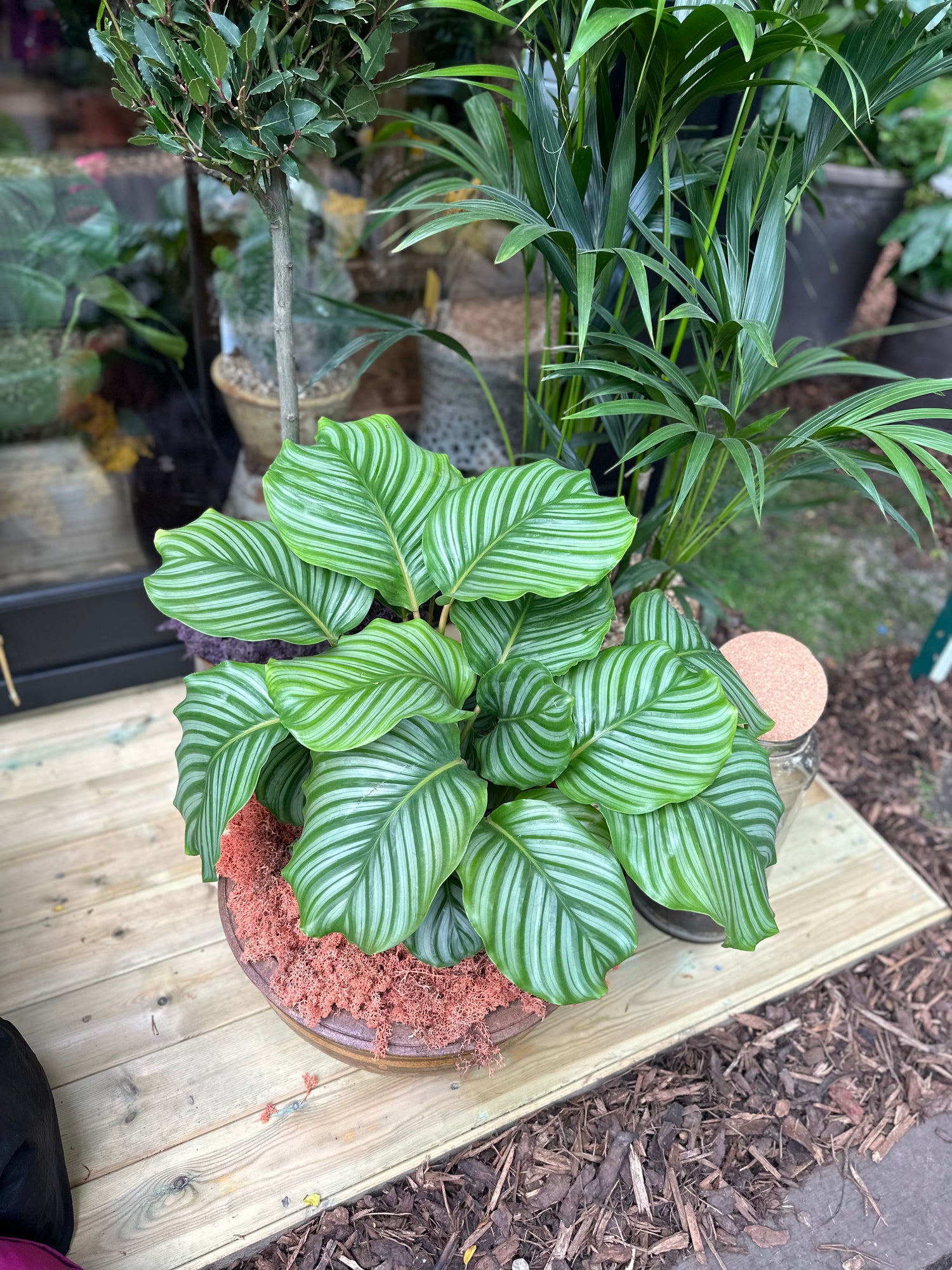 Calathea Orbifolia