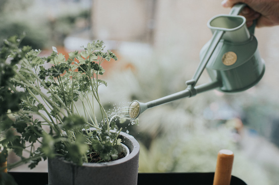 The Langley Sprinkler Sage - One Pint Watering Can Haws