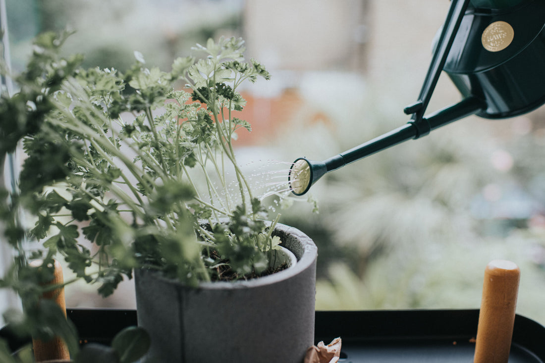 The Langley Sprinkler Green - One Pint Watering Can Haws