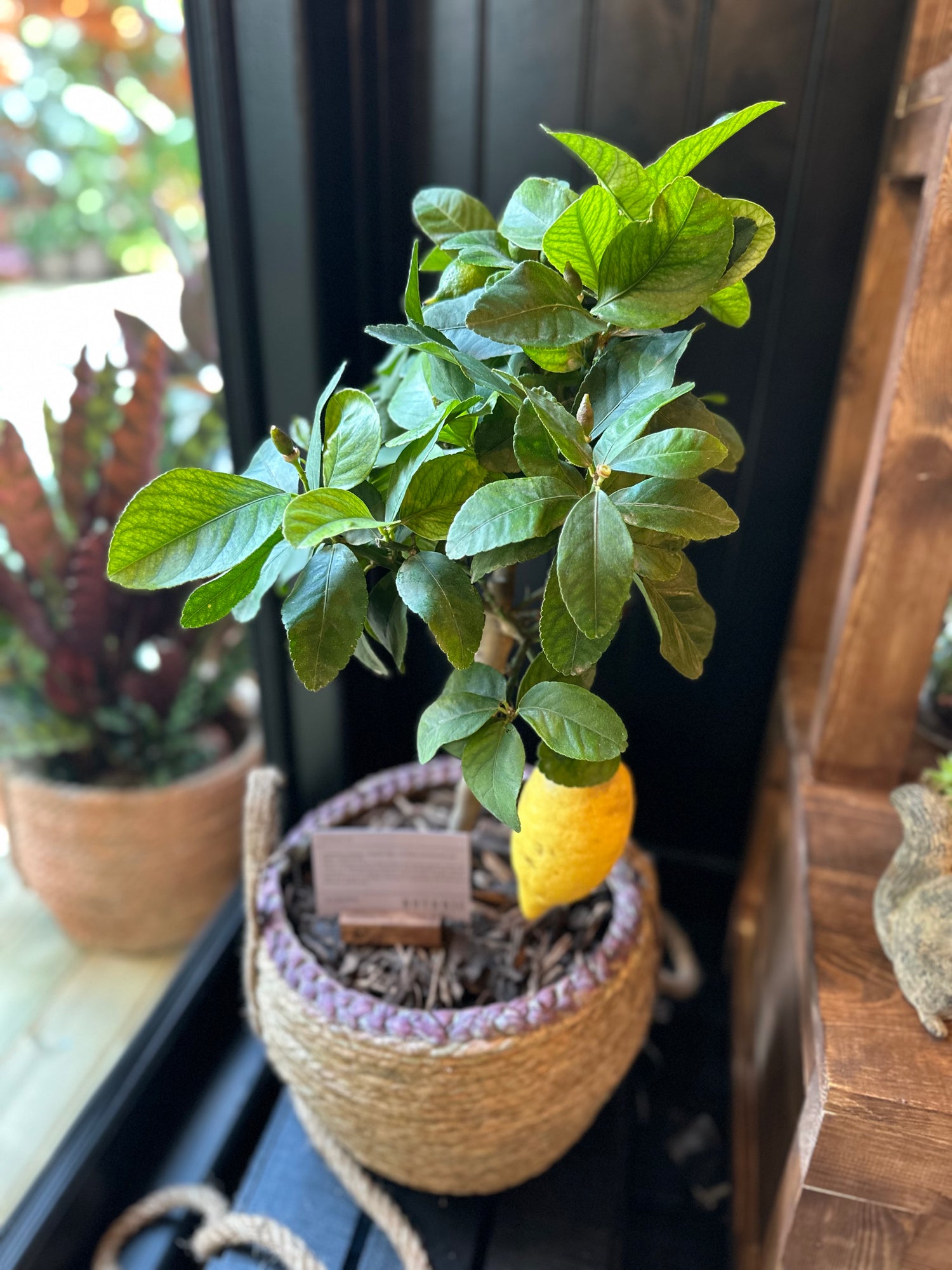 Citrus Lemon Tree