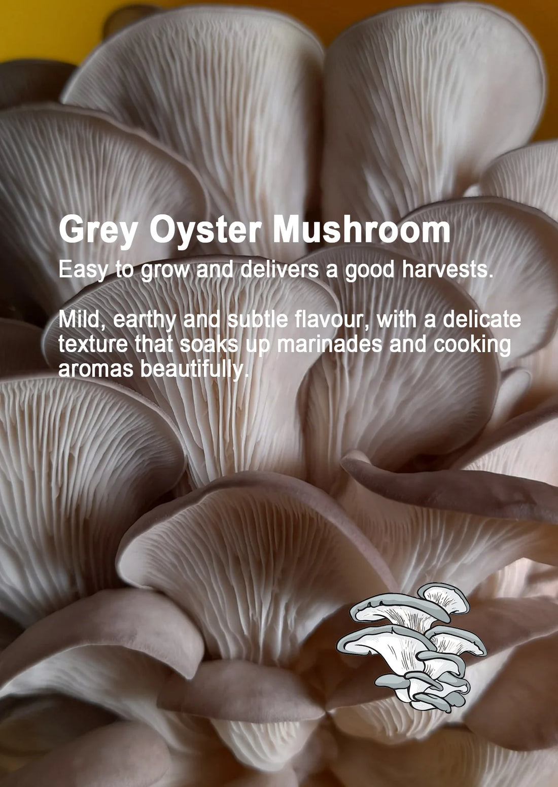 Mushroom Growing Gift Box