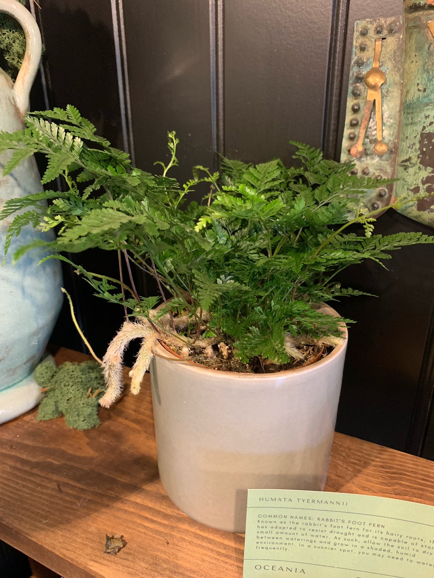 Rabbit’s Foot Fern